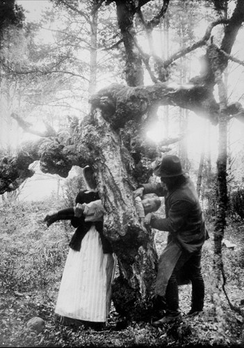 engelska sjukan – att dra ett barn genom ett ihåligt träd