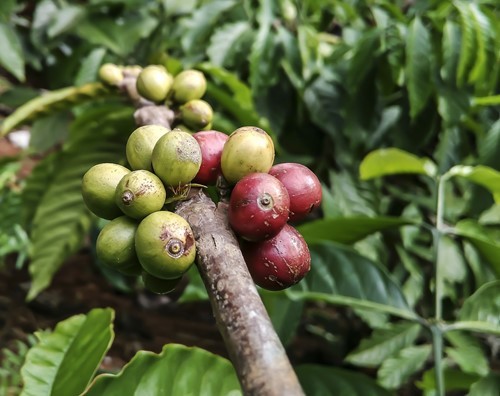 Bild på kaffefrukten (som inte är någon böna)