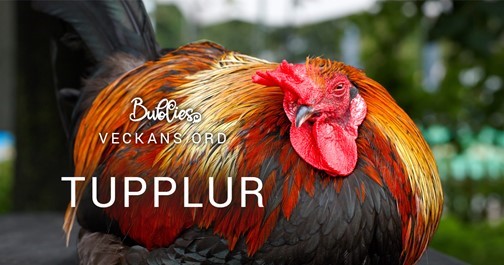 Veckans ord handlar om att ta en tupplur
