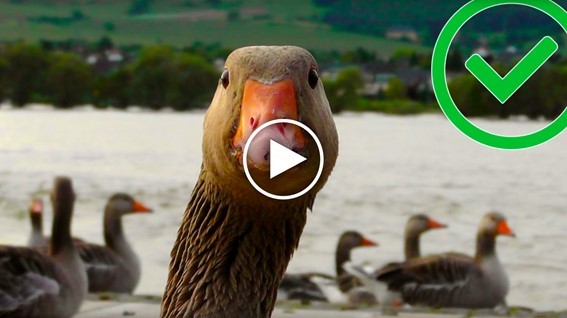 En video om varför det heter smörgås