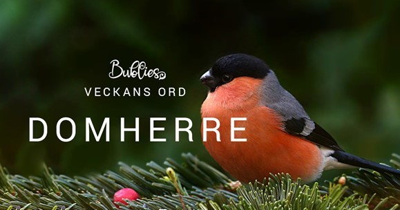 Veckans ord – domherre